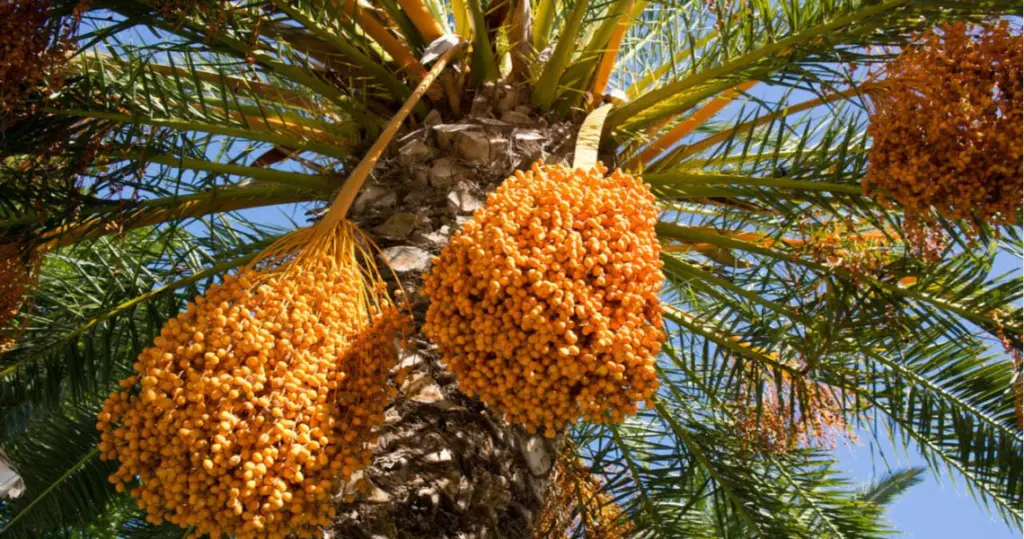 Frutos de las palmeras