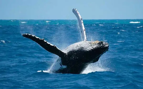 La ballena es un mamífero