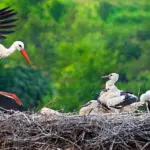Peso del nido de cigüeña: ¿Cuánto pesa realmente?