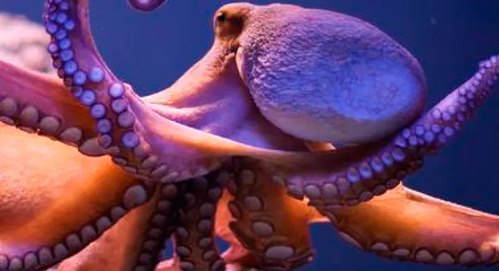 Cuántos tentáculos tiene un pulpo