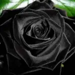 Las misteriosas rosas negras de Halfeti