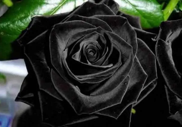 Las rosas negras de Halfeti